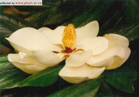 广玉兰英文|荷花玉兰Magnolia grandiflora Linn. 